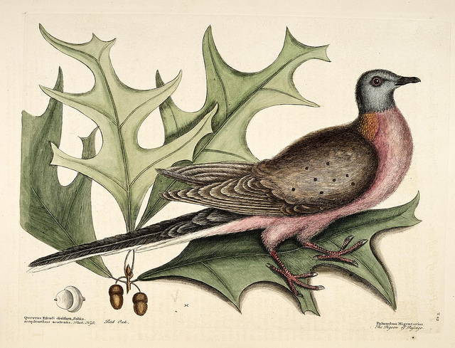 (Biodiversity Heritage Library via Flickr)