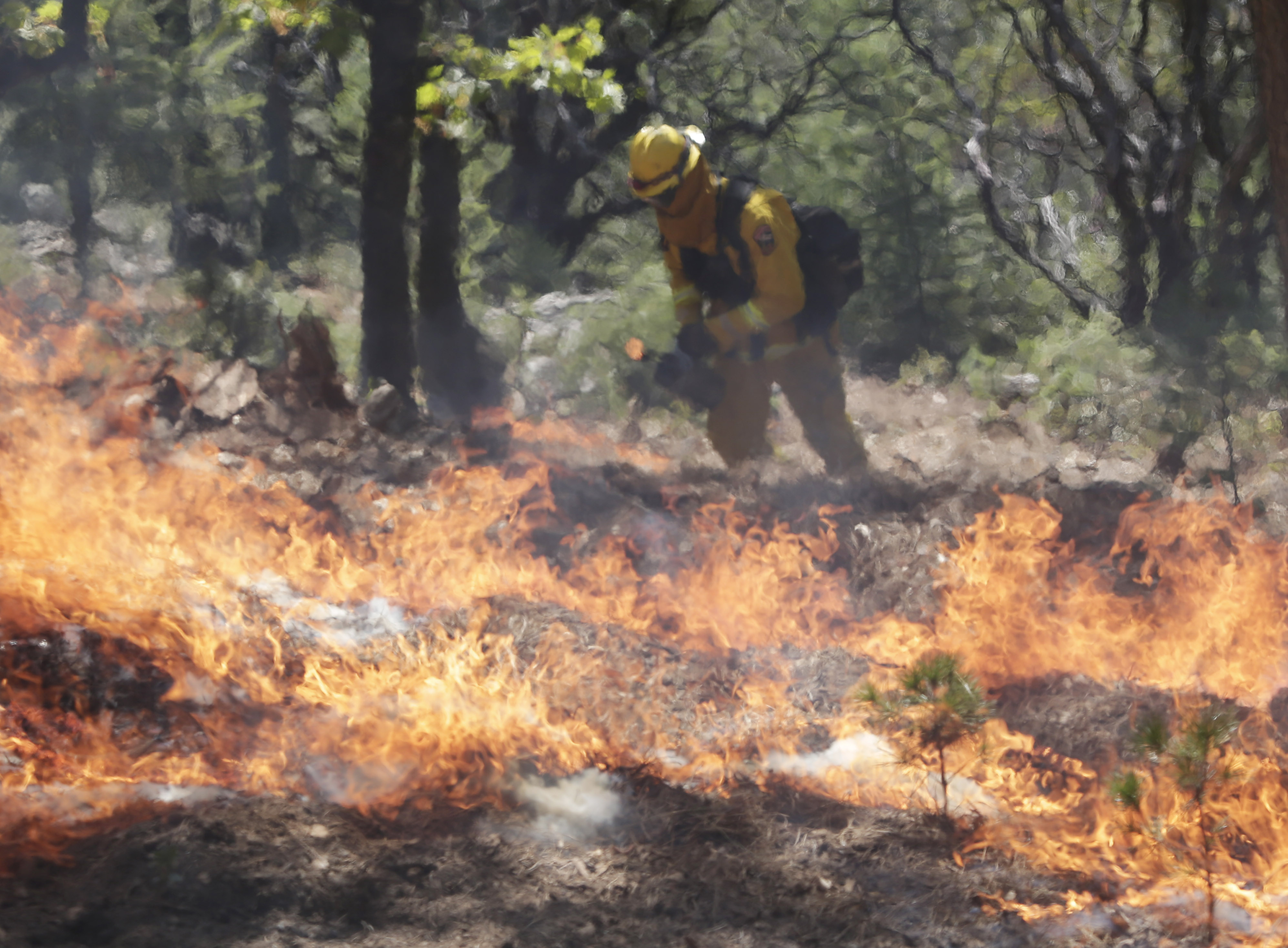 AP10ThingsToSee - A firefighter sets a controlled burn with a drip torch while fighting the King Fire on Tuesday, Sept. 23, 2014, in Mosquito, Calif. Strike teams from Fresno and El Dorado Cal Fire worked in conjunction with department of corrections crews in an offensive firing tactic, intended to take away fuel from the main fire. (AP Photo/Marcio Jose Sanchez) (AP)