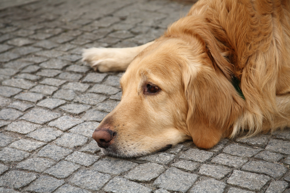 Sad dog (<a href='http://www.shutterstock.com/gallery-540553p1.html'>Funny Solution Studio</a> via <a href='http://www.shutterstock.com/'>Shutterstock</a>)