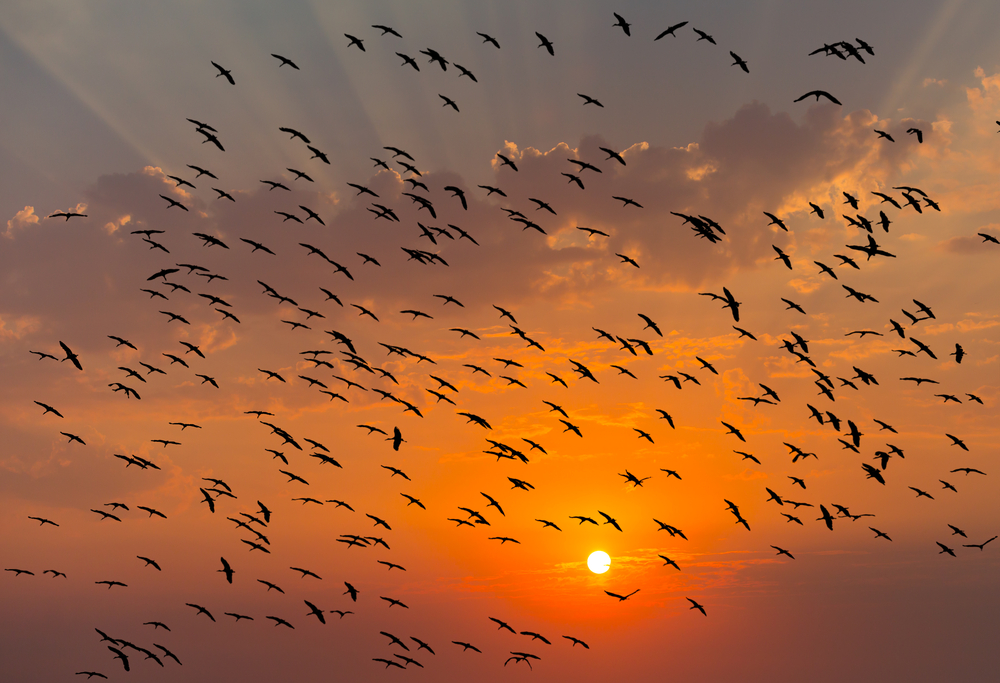 (<a href='url to photographer'>muratart</a> via <a href='http://www.shutterstock.com/'>Shutterstock</a>)