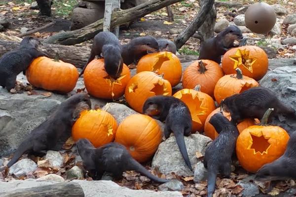 (Smithsonian's National Zoo)