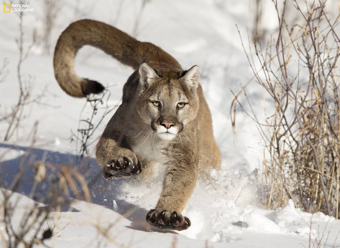 l had a chance to photograph a puma at very close distance in Bozeman. When a puma focus a target, its very impressive to watch its concentration, eyes, speed, opening his paws and nails. (<em>Photo and caption by </em><a href="http://photography.nationalgeographic.com/photography/photo-contest/2014/users/2422718/"><em>Serhat Demiroglu </em></a>/National Geographic Photo Contest 2014)