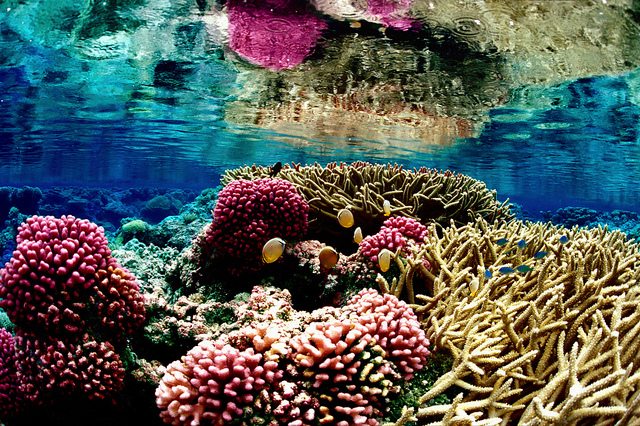 (USFWS via Flickr)