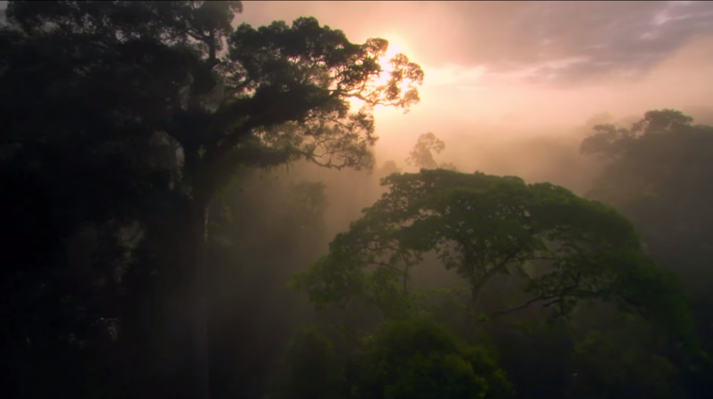 (Screenshot, Conservation International)