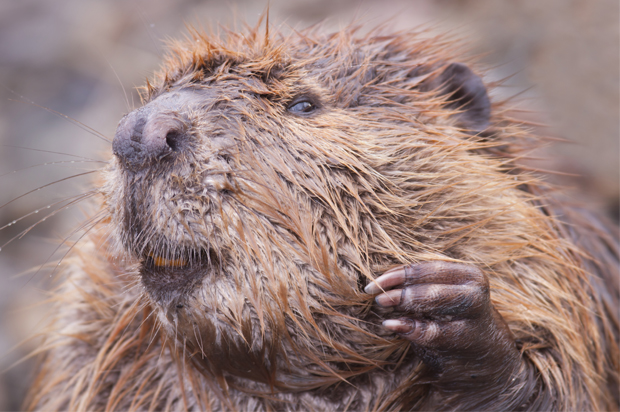 (<a href='http://www.istockphoto.com/profile/silfox'>Silfox</a> via <a href='http://www.istockphoto.com/'>iStock</a>)