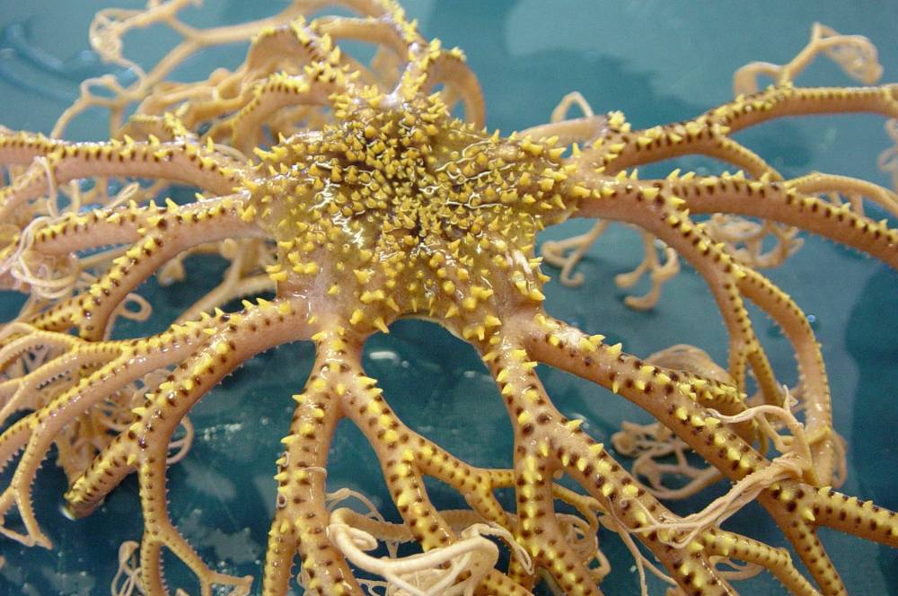 (NOAA Photo Library)