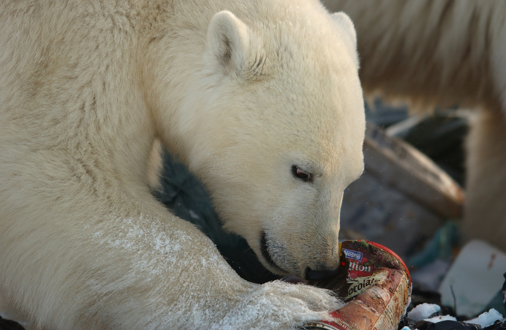 (Keith Levit/Shutterstock)
