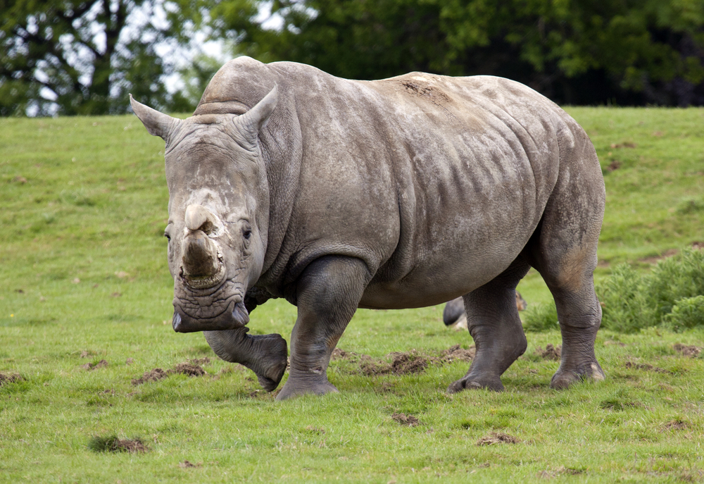 (<a href='url to photographer'>Alan Jeffery</a> via <a href='http://www.shutterstock.com/'>Shutterstock</a>)
