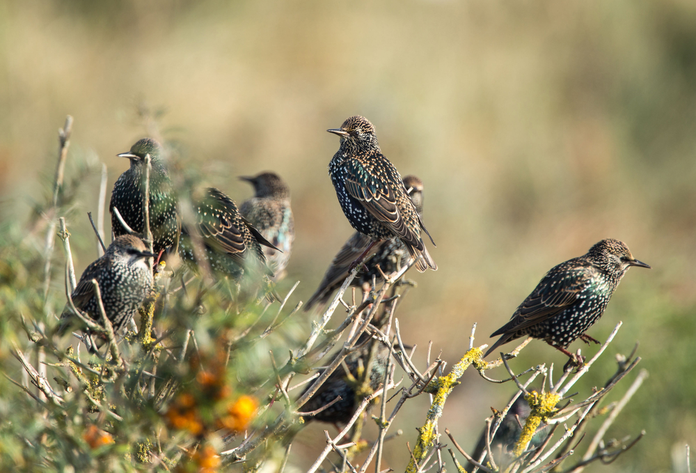 (<a href='url to photographer'>Menno Schaefer</a> via <a href='http://www.shutterstock.com/'>Shutterstock</a>)