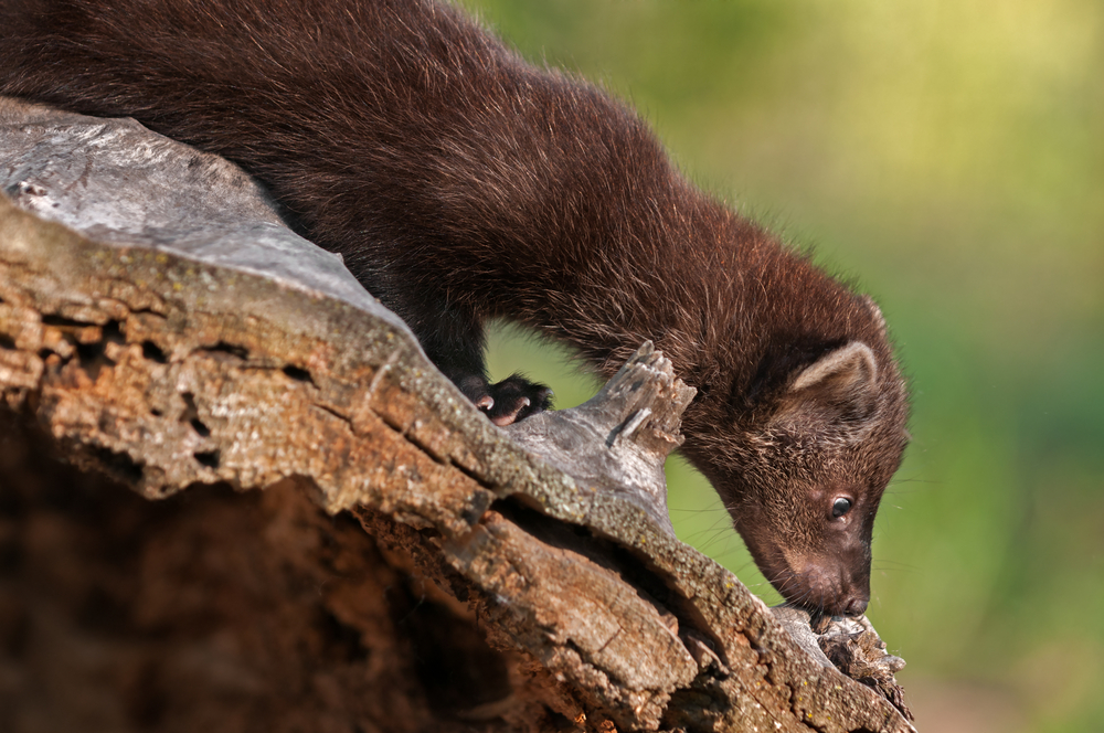 (Holly Kuchera/Shutterstock)