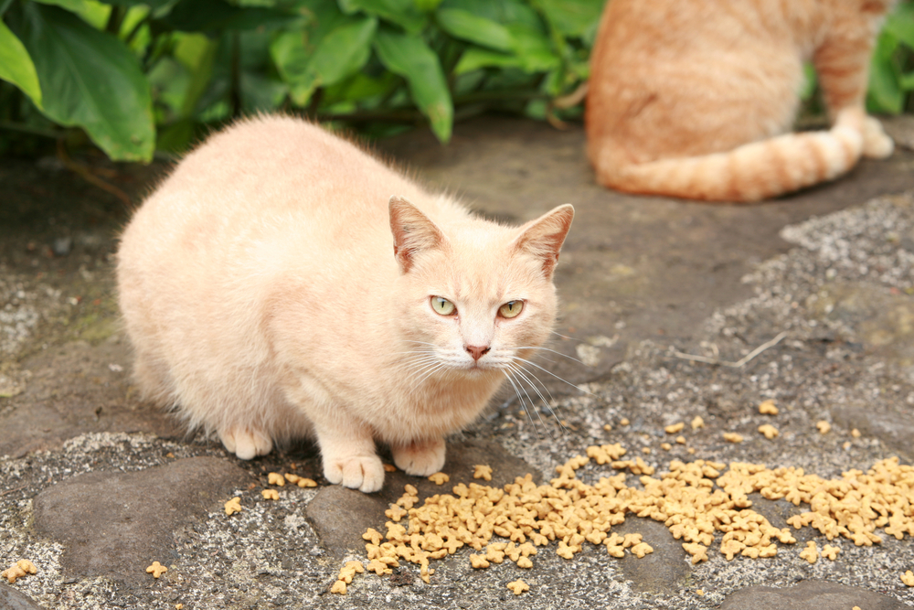 (<a href='url to photographer'>mike ledray</a> via <a href='http://www.shutterstock.com/'>Shutterstock</a>)
