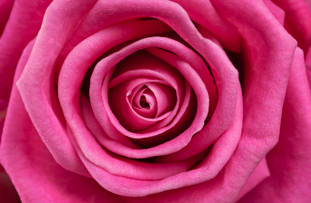 (<a href='http://www.shutterstock.com/gallery-360583p1.html'>Dja65</a> via <a href='http://www.shutterstock.com/'>Shutterstock</a>)