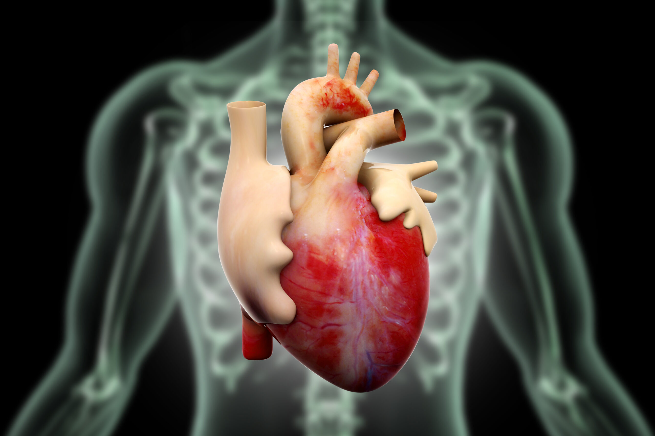 Heart (<a href='http://www.shutterstock.com/gallery-785410p1.html'>Gen Epic Solutions</a> via <a href='http://www.shutterstock.com/'>Shutterstock</a>)