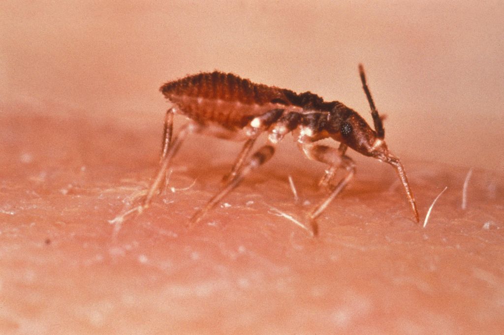 Triatoma a.k.a. the "kissing bug" (CDC/World Health Organization)
