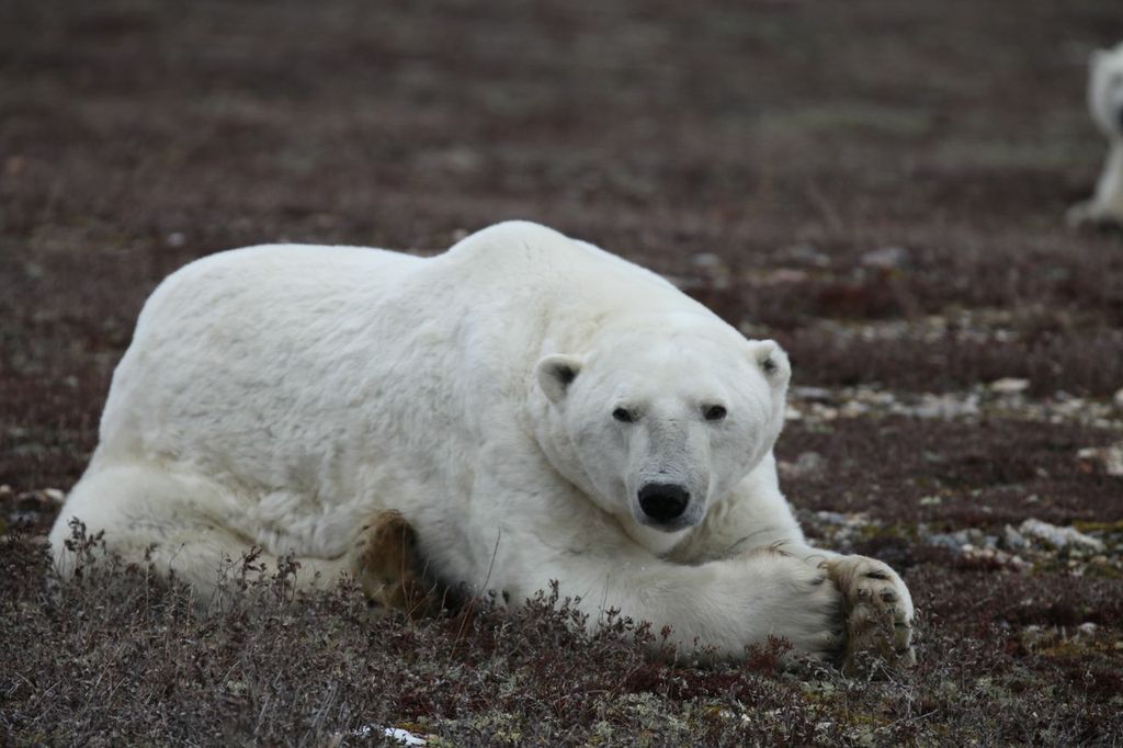 (Photo courtesy of explore.org)