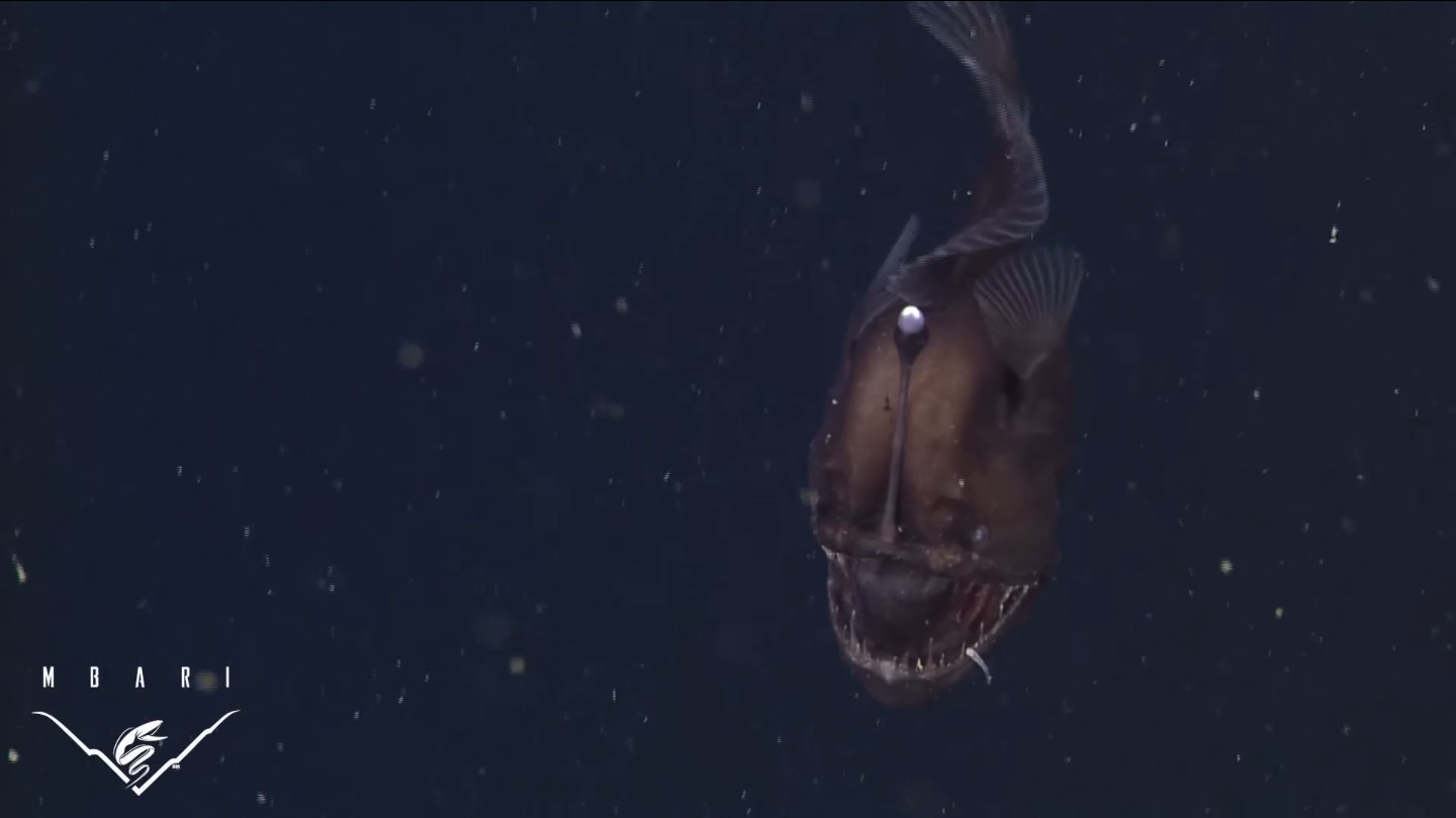 (MBARI/YouTube)