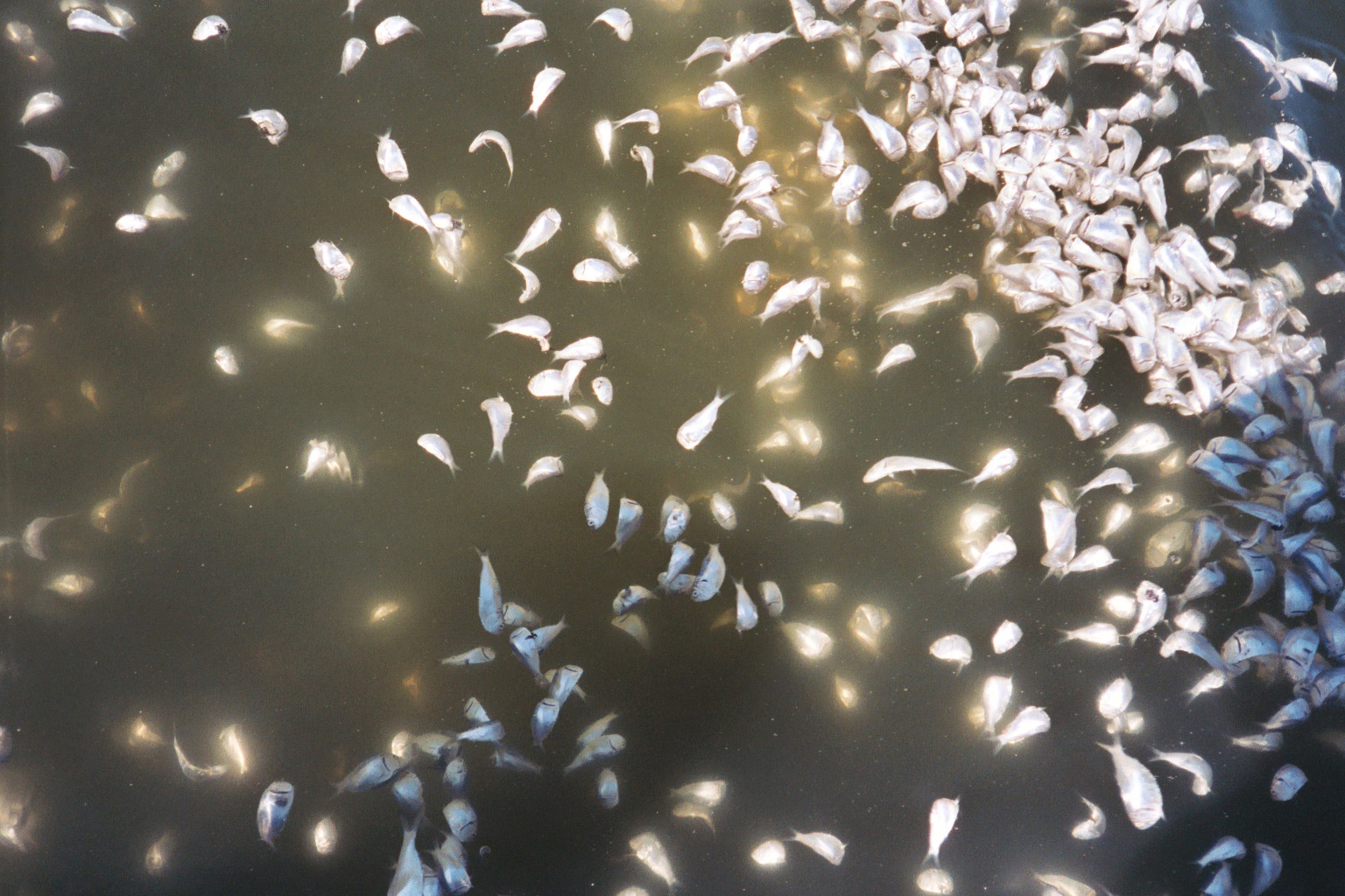 This handout photo provided by the Smithsonian shows dead juvenile menhaden fish floating to the surface during a dead zone event in Narragansett Bay, R.I. Global warming is likely playing a bigger role than previously thought in dead zones in waterways around the world and its only going to get worse, according to a new study.Dead zones occur in oceans, lakes and rivers when fertilizer runoff clog waterways with nutrients, such as nitrogen and phosphorous, which leads to an explosion of microbes that consumes oxygen and leaves the water starving for oxygen, harming marine life. (AP Photo/Andrew Altieri, Smithsonian) (AP)