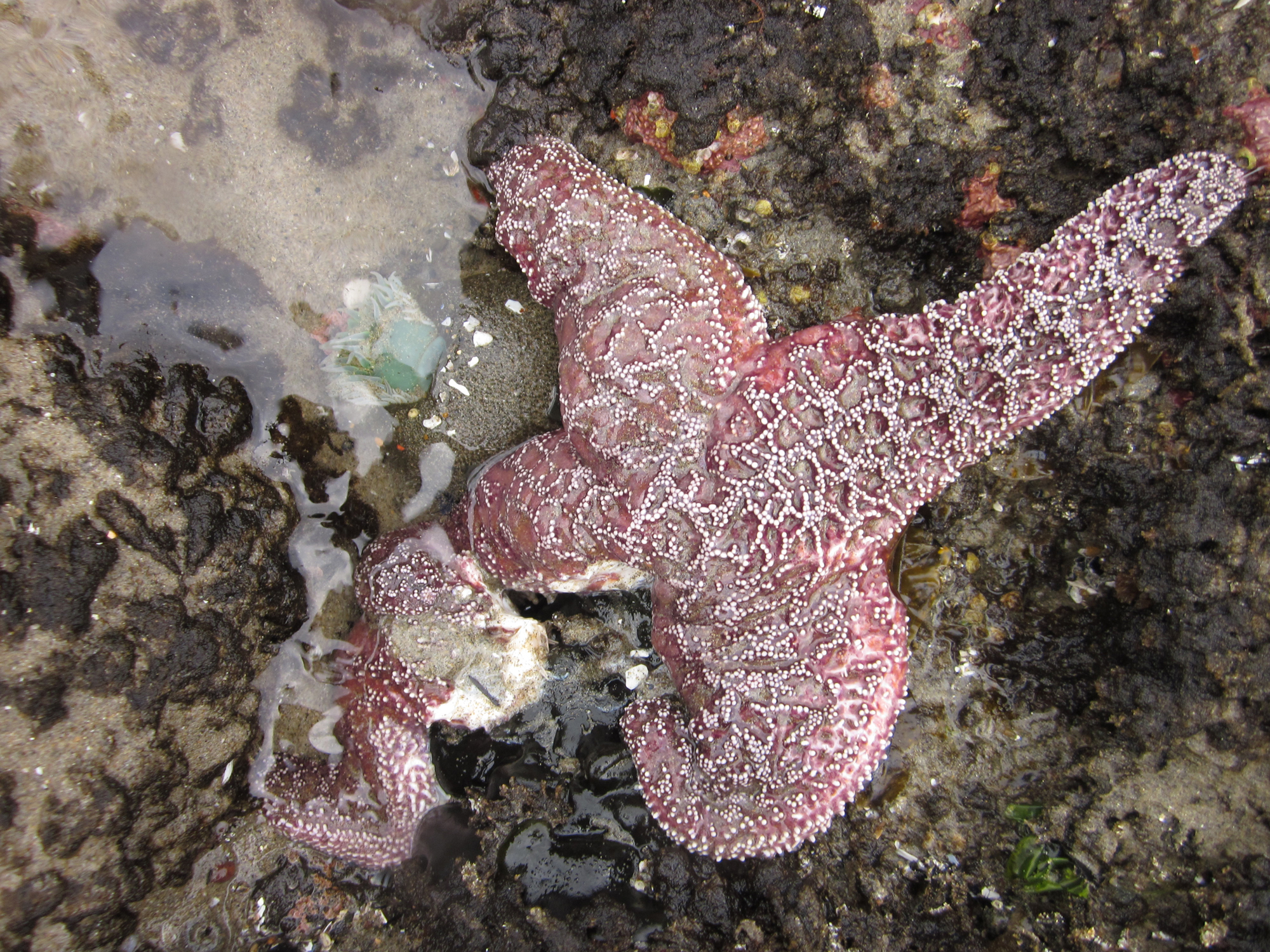 This May 16, 2014 file photo provided by Oregon State University shows an ochre sea star on the Oregon coast with one leg disintegrating from star wasting syndrome. Scientists are pretty sure they have isolated a virus that is reponsible for the disease that has killed millions of sea stars from Southern California to southern Alaska since summer 2013. Scientist don't know what triggered the massive outbreak of the virus, which has been in the marine environment since at least 1942. (AP/Oregon State University, Elizabeth Cherny-Chipman)