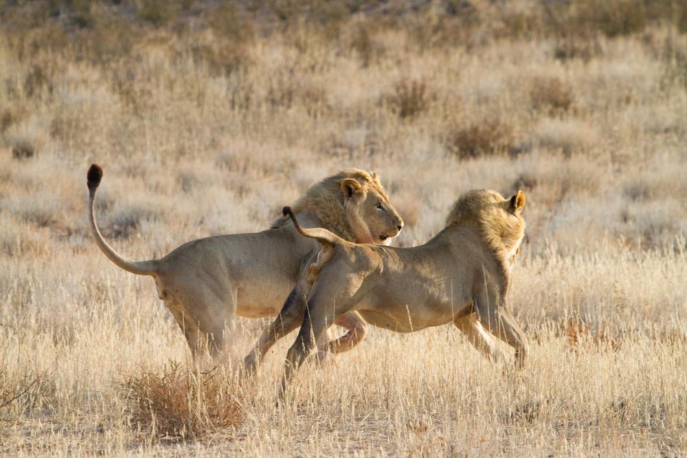 (<a href='url to photographer'>Villiers Steyn</a> via <a href='http://www.shutterstock.com/'>Shutterstock</a>)