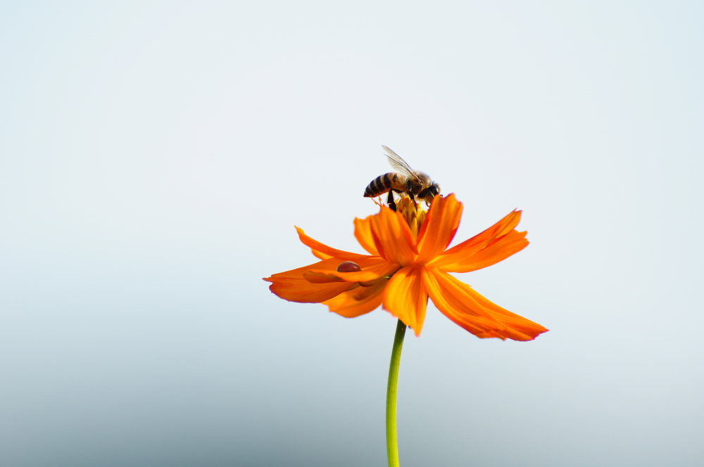 (kowit sitthi/Shutterstock)
