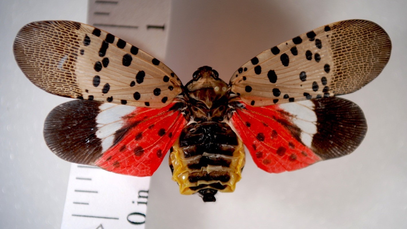 (Holly Raguza/Pennsylvania Department of Agriculture)