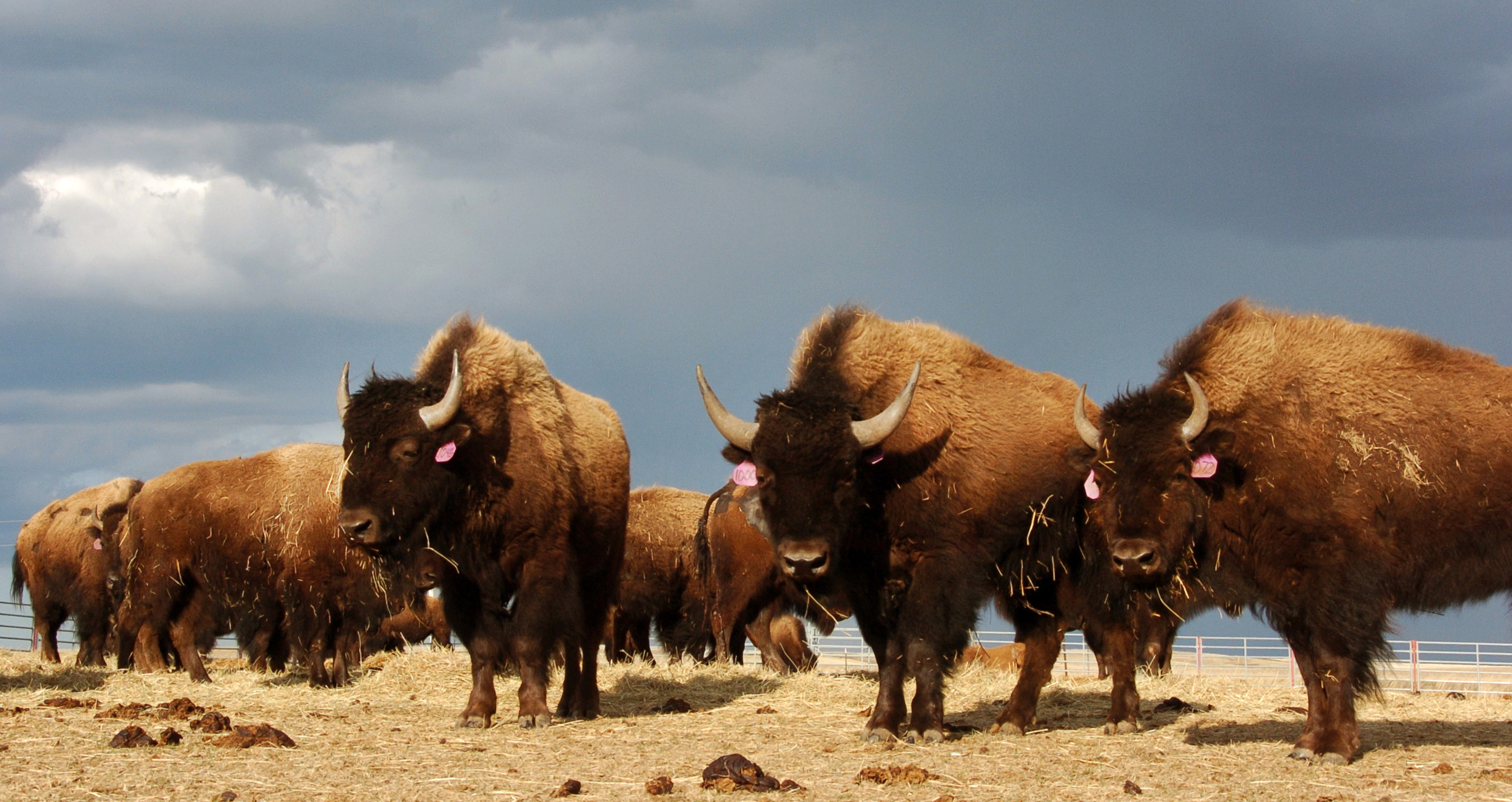 FILE - In this April 24, 2012 file photo, a herd of bison roam on the Fort Peck Reservation near Poplar, Mont. (AP Photo/Matthew Brown, File)