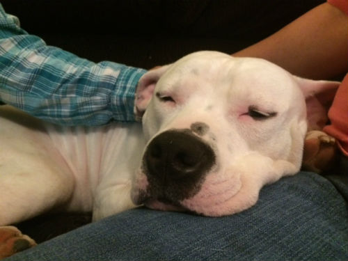 Zeus (MoveOn.org)