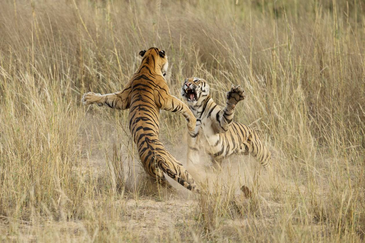 This playful fight amongst two young sub adult Tigers was indeed a brilliant life time opportunity, that lasted exactly 4-5 seconds. The cubs were sitting in the grass as dusk approached when suddenly one of them sneaked up behind the other and what happened next is captured in this image. This playful fight amongst the siblings is what prepares them for their survival in the wild. The sheer power of the Tiger is beautifully captured in this image and portrays the sheer muscle power that these magnificent cats possess. May 5th, 2014, Bandhavgarh National Park, Madhya Pradesh, India. (Archna Singh)