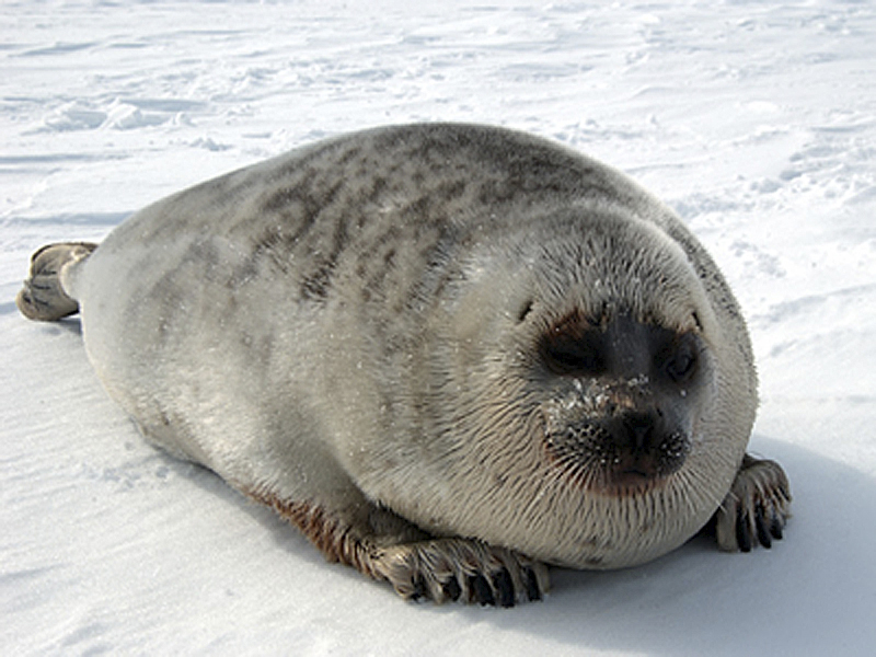 (AP Photo/NOAA Fisheries)