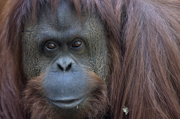 Sandra the orangutan, at Buenos Aires' Zoo, Argentina, Dec. 22, 2014. (AP/Natacha Pisarenko)