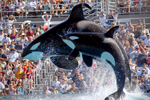 SeaWorld in San Diego, Calif. (AP/Seaworld San Diego)