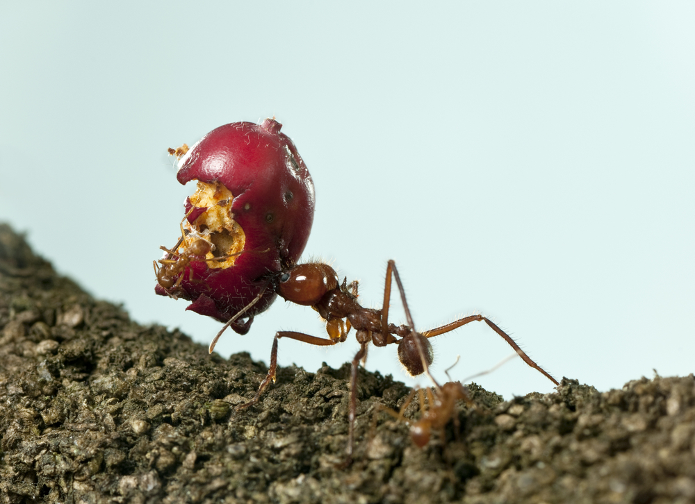 (Eric Isselee/Shutterstock)