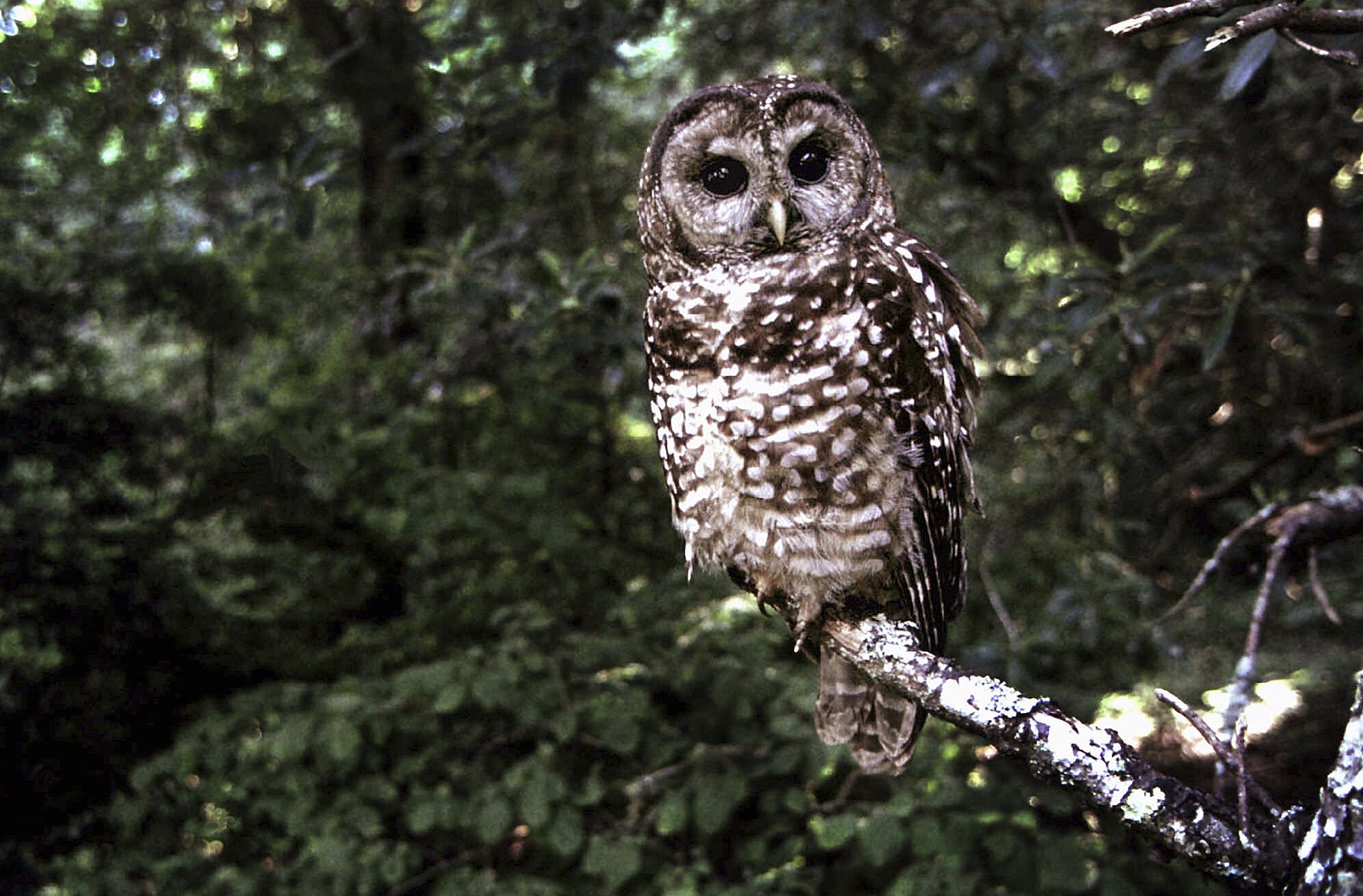 FILE  - This June 1995 file photo shows a Northern Spotted owl taken in Point Reyes, Calif. (AP Photo/Tom Gallagher, file)