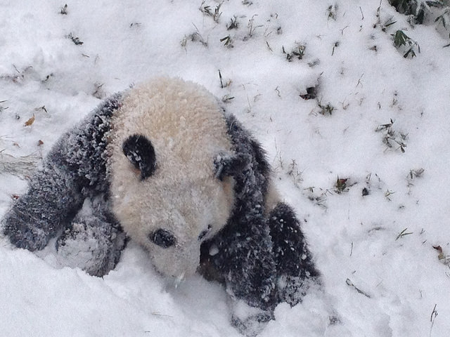 (Devin Murphy/Smithsonian's National Zoo)