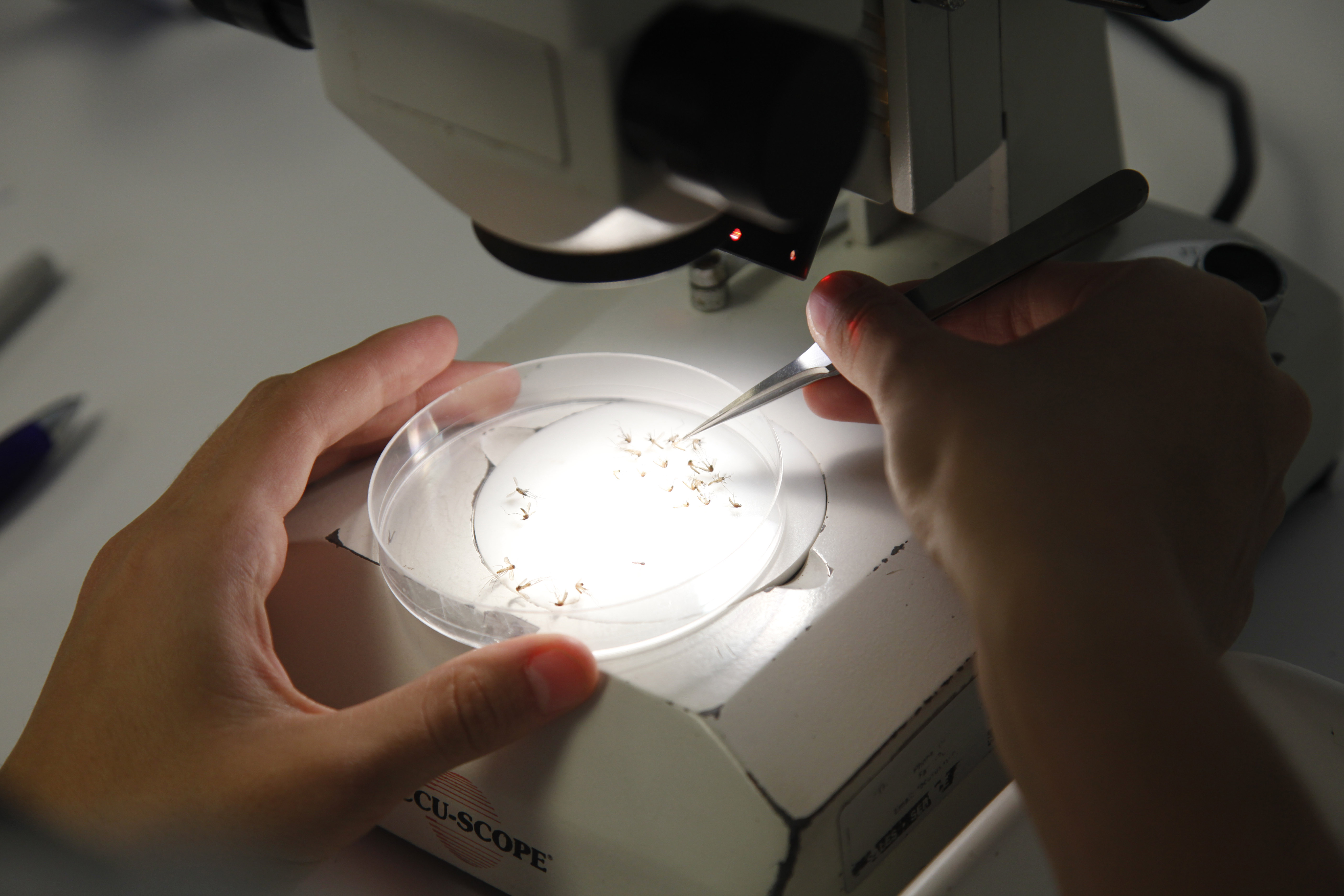 FILE - In this Thursday, Oct. 4, 2012 file photo, Brittany Mariscal, an entomological technician with the Florida Keys Mosquito Control District, sorts and counts dead captured mosquitoes under a microscope in Key West, Fla. Millions of genetically modified mosquitoes could be released in the Florida Keys if British researchers win approval to use the bugs against two extremely painful viral diseases. Never before have insects with modified DNA come so close to being set loose in a residential U.S. neighborhood. (AP Photo/Wilfredo Lee, File) (AP)