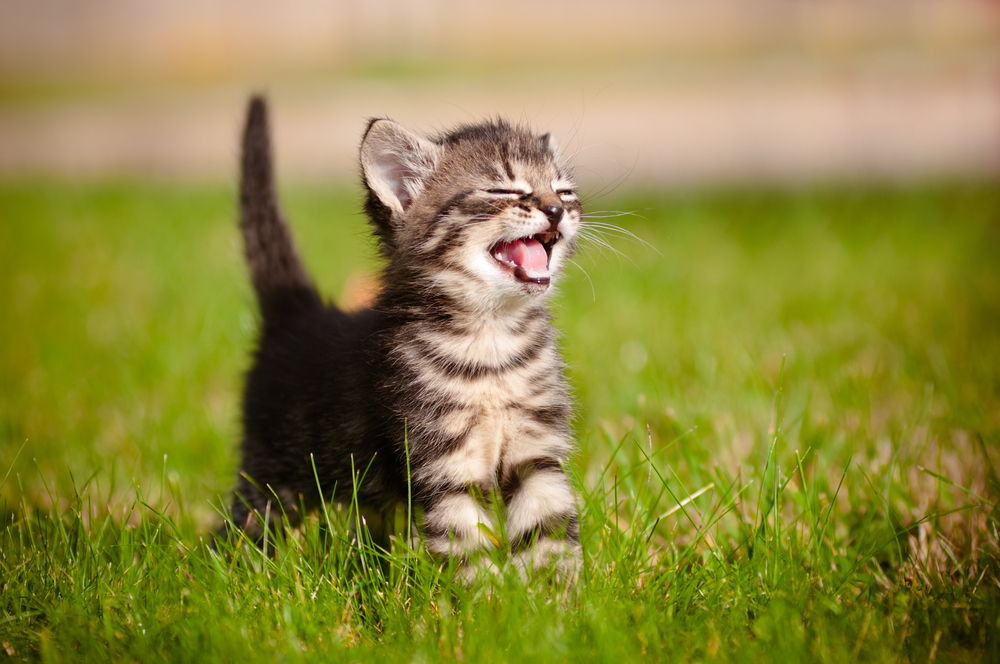 (<a href='url to photographer'>otsphoto</a> via <a href='http://www.shutterstock.com/'>Shutterstock</a>)