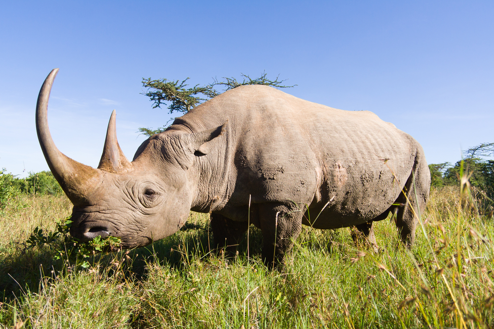 (Pierre-Yves Babelon/Shutterstock)