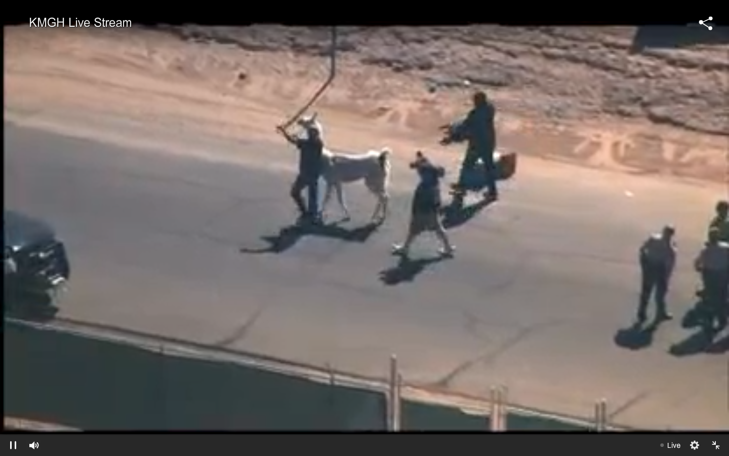 The white llama is apprehended. (KGBH/ABC 7 Denver)