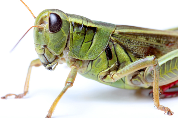 (<a href='http://www.shutterstock.com/gallery-629350p1.html'>alexsvirid</a> via <a href='http://www.shutterstock.com/'>Shutterstock</a>)