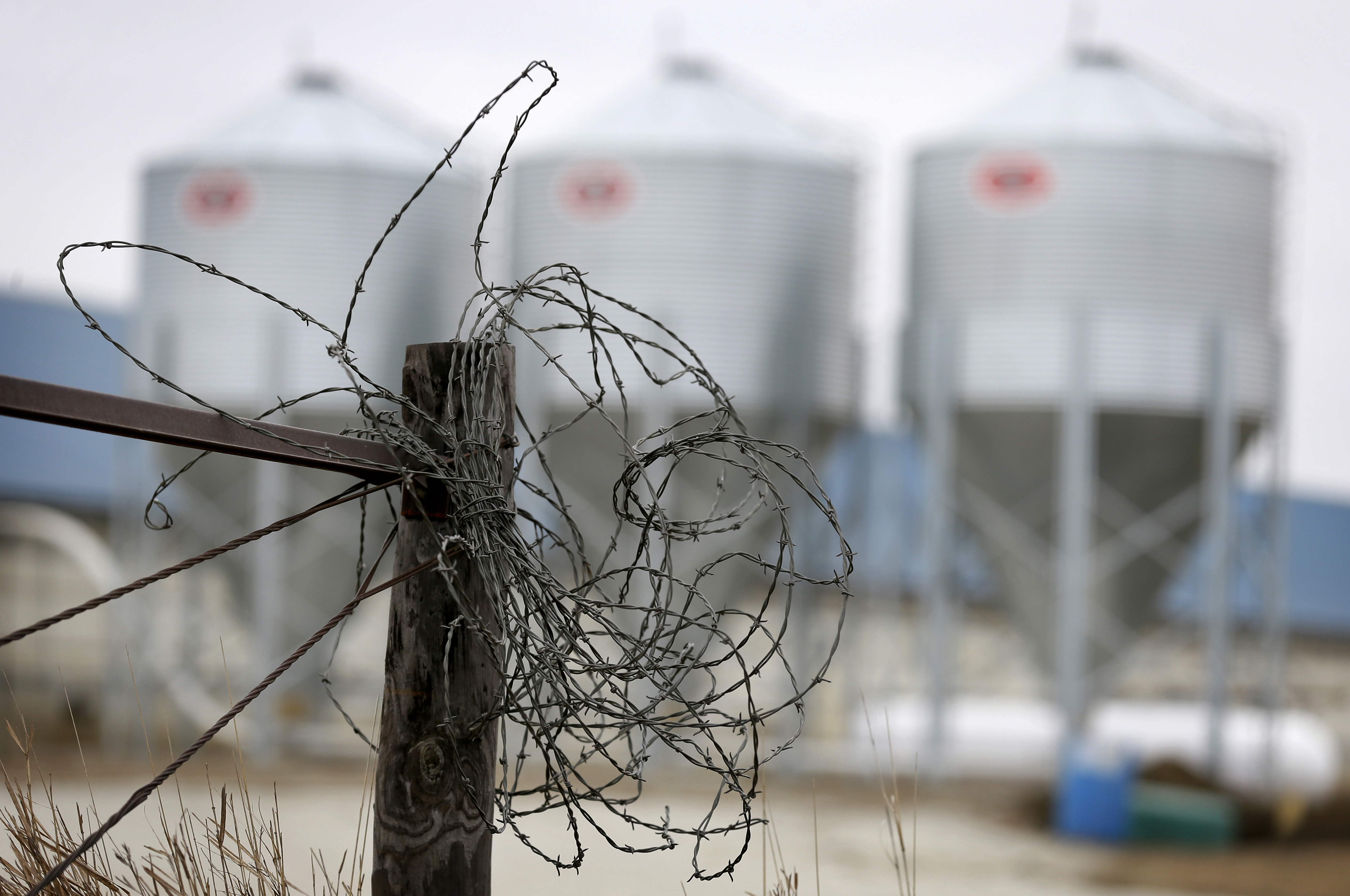 In this Thursday, Jan. 22, 2015 photo, barbwire hangs bundled up on a fence post near a hog confinement facility, near Orient, Iowa. (AP Photo/Charlie Neibergall)