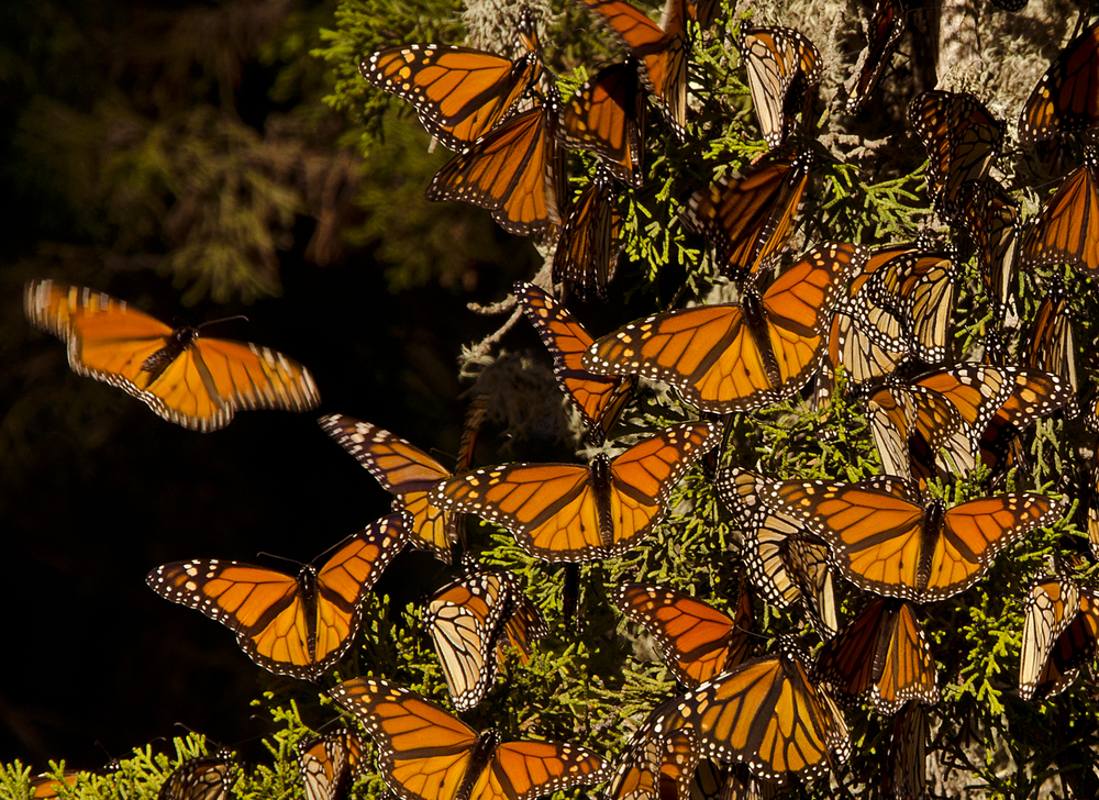 (<a href='url to photographer'>Michael Warwick</a> via <a href='http://www.shutterstock.com/'>Shutterstock</a>)