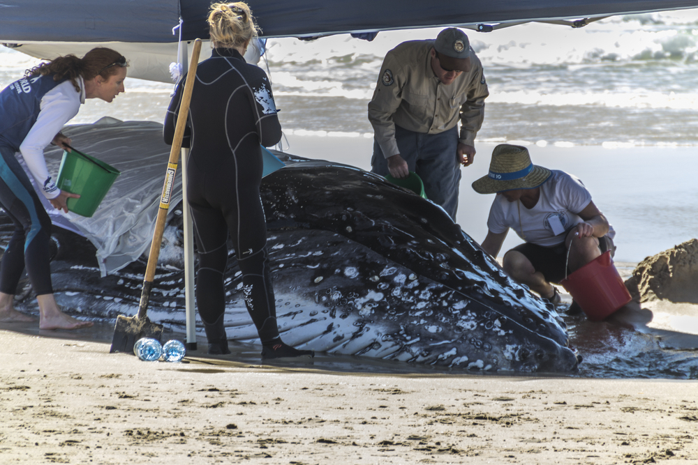 PALM BEACH, QUEENSLAND, AUSTRALIA-9th JULY 2014:-Rescue efforts for a hump back whale, July 2014 in Australia. (<a href='url to photographer'>Shaun Robinson</a> via <a href='http://www.shutterstock.com/'>Shutterstock</a>)