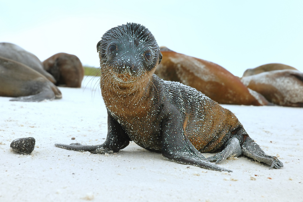 (George Lamson/Shutterstock)
