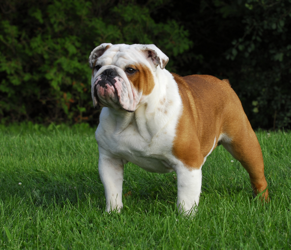 (<a href='url to photographer'>WilleeCole Photography</a> via <a href='http://www.shutterstock.com/'>Shutterstock</a>)