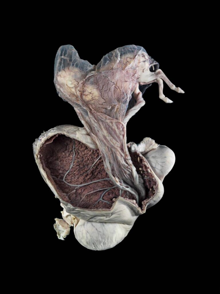 (Wellcome Images/Michael Frank, Royal Veterinary College)