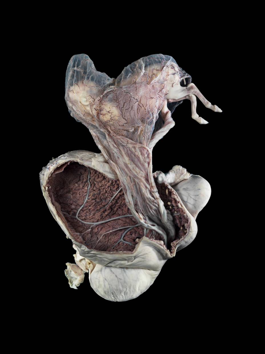 (Wellcome Images/Michael Frank, Royal Veterinary College)