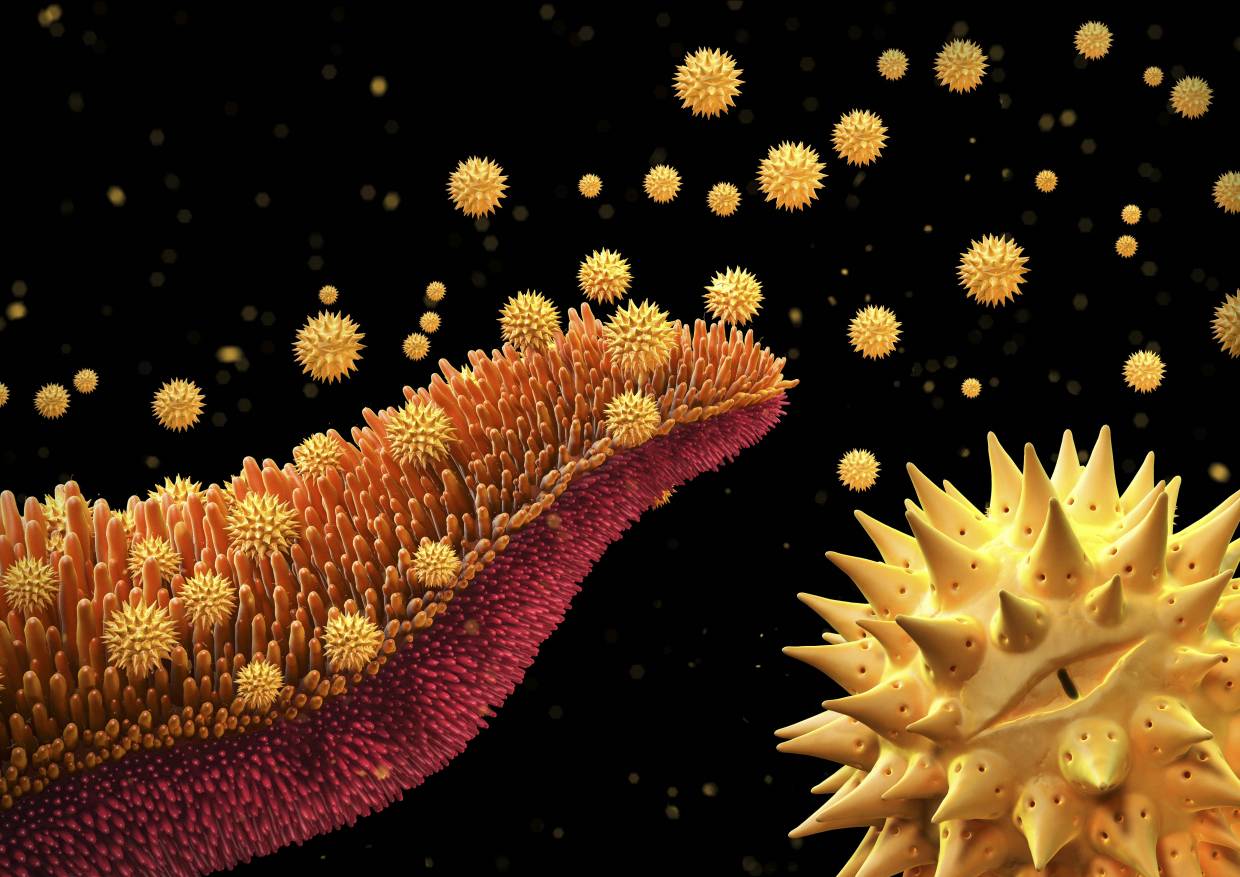 Pollen grains, Asteraceae, Artwork (Wellcome Images/Maurizio De Angelis)