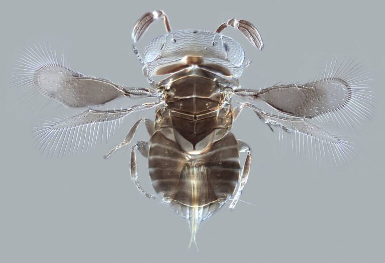 (Wellcome Images/Andrew Polaszek, Natural History Museum)