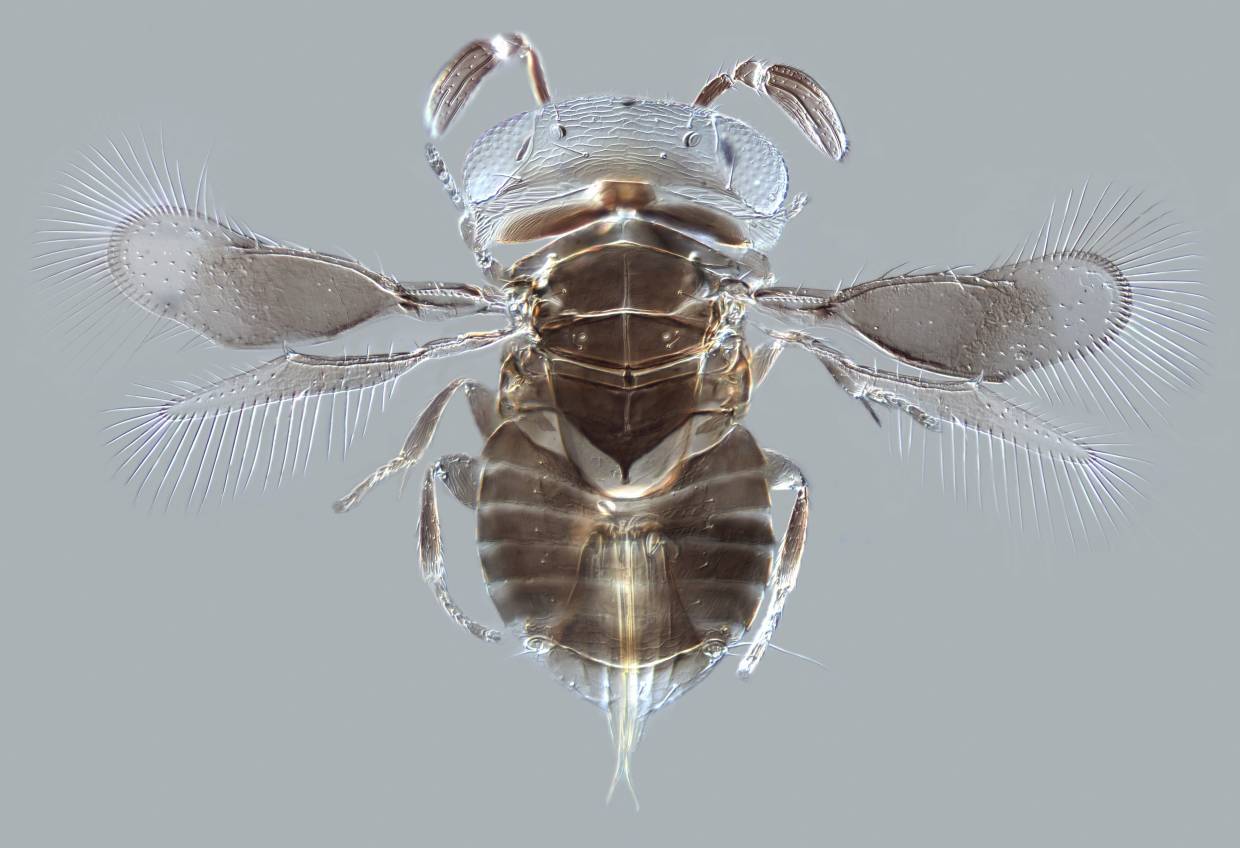 (Wellcome Images/Andrew Polaszek, Natural History Museum)