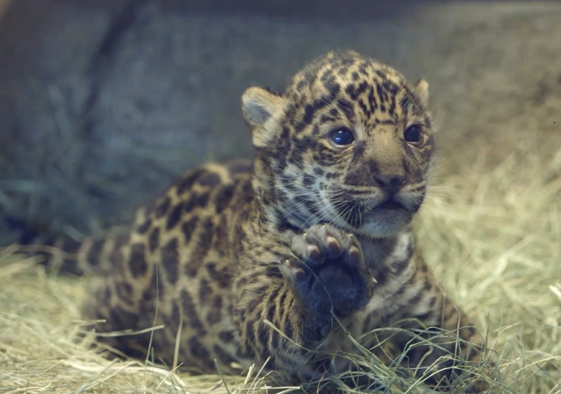 (<a href="http://zoo.sandiegozoo.org/videos">Screenshot, San Diego Zoo</a>)
